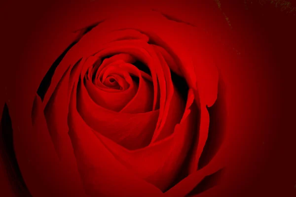 Eine Wunderschöne Romantische Rote Rose Nahaufnahme Mit Dunkler Vignette Für — Stockfoto