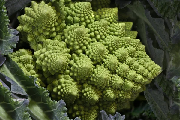 Ein Romanischer Blumenkohl Großaufnahme — Stockfoto