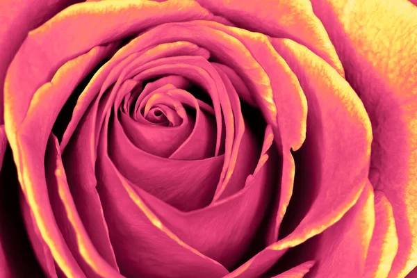 A beautiful pink and peach rose variation macro close up