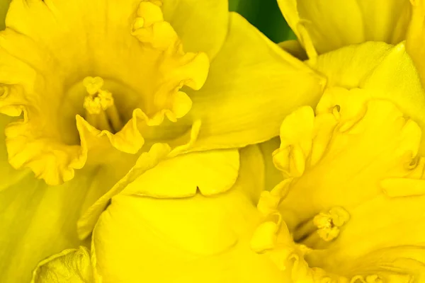 Sárga Tavaszi Nárcisz Közelkép — Stock Fotó