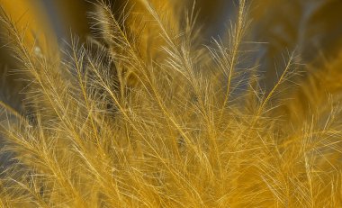 Tüylü altın tüylerden oluşan bir makro.