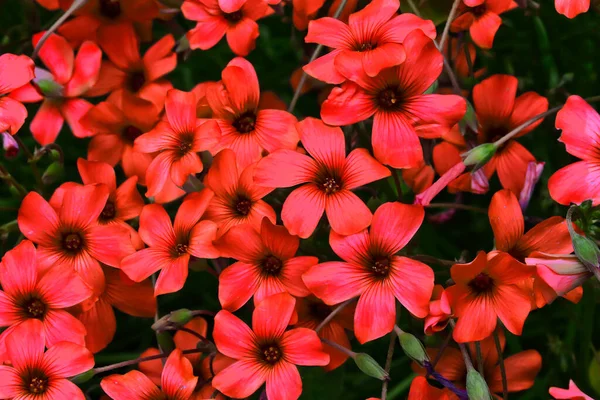 Close Pretty Deep Red Flowers — Stock Photo, Image
