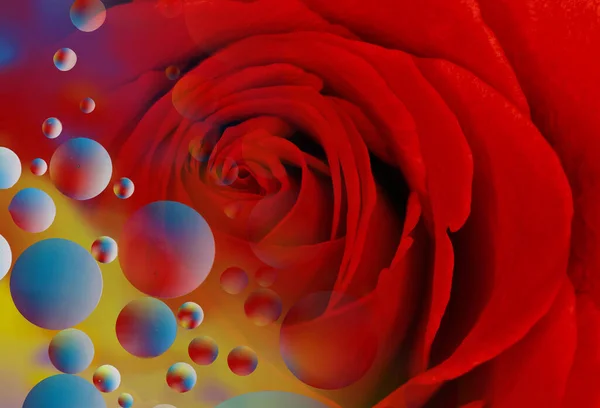 Eine Doppelte Belichtung Einer Schönen Roten Rose Und Blasen Makro — Stockfoto