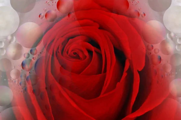 バレンタインの日のための美しい赤いバラとシャンパンバブルマクロクローズアップの二重露出 — ストック写真