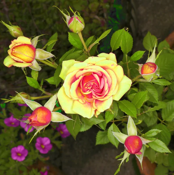 Piękna Żółto Różowa Róża Pączkami Zbliżeniu — Zdjęcie stockowe