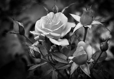 Güzel bir gül, siyah beyaz, canlı bir gül.
