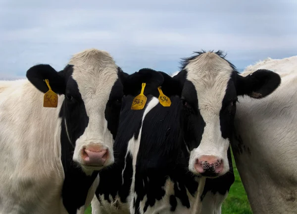 İki tanesi otlaktaki siyah beyaz Holstein inekleri gibi, kameraya bakıyorlar.