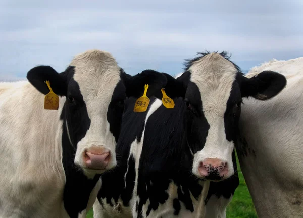Dois Parecem Vacas Holandesas Pretas Brancas Pasto Olhando Diretamente Para Fotos De Bancos De Imagens