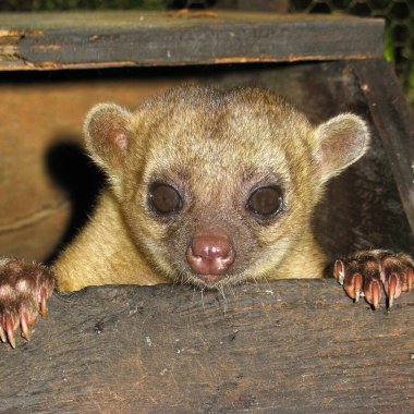 Kinkajou peaking out from enclosure, at the Belize Zoo near Belmopan, Belize clipart