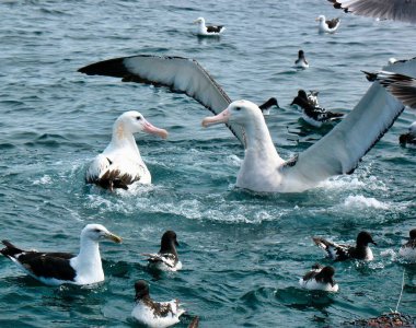 Gezgin bir Albatros, diğer deniz kuşlarıyla çevrili kanatlarını genişleterek başka bir Gezgin Albatros üzerinde hakimiyet kurduğunu gösterir; Yeni Zelanda 'nın Kaikoura kıyısından çıkarılır.