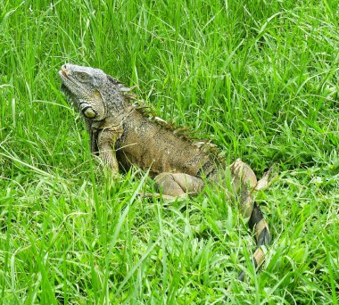 Batı Belize 'de Xunantunich yakınlarında çekilmiş büyük yeşil bir iguana.