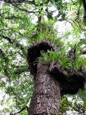 Numerous bromeliad plants circling a beech tree, New Zealand forest clipart