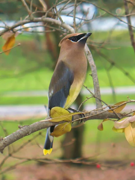 Erkek bir Cedar Waxwing kuşu Grantham, Pennsylvania 'daki Mesihler Koleji yakınlarında bir dala tünemiş.