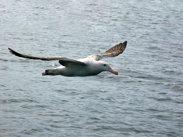 Gezgin bir Albatros Kaikoura, Yeni Zelanda açıklarında balina izleme teknesinin etrafında dönüyor.