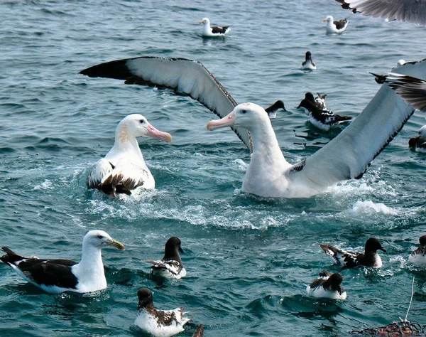 Gezgin bir Albatros, diğer deniz kuşlarıyla çevrili kanatlarını genişleterek başka bir Gezgin Albatros üzerinde hakimiyet kurduğunu gösterir; Yeni Zelanda 'nın Kaikoura kıyısından çıkarılır.
