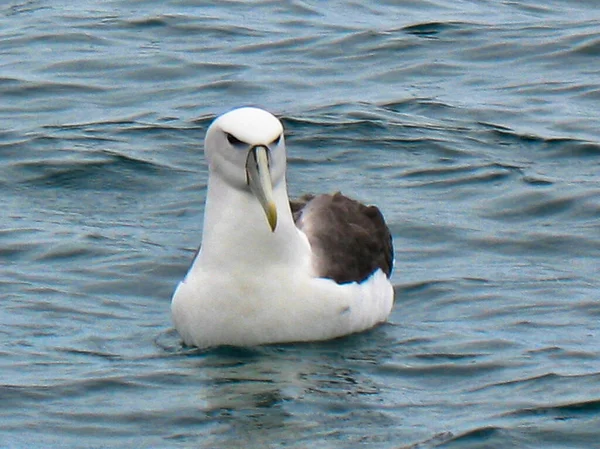 Ein Mollymawk Albatros Seevögel Sitzt Geduldig Auf Dem Wasser Und — Stockfoto