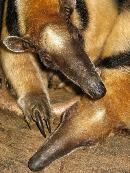 Vista Perto Dois Menor Anteater Esperando Por Comida Jardim Zoológico — Fotografia de Stock