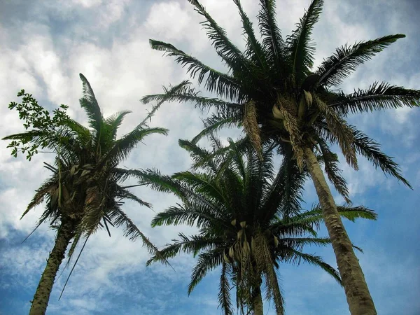 San Ignacio, Belize yakınlarındaki üç büyük Cohun ağacına bakıyorum.