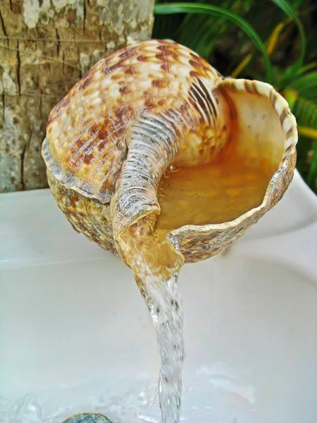 Glover 's Mercan adasının kırsal kesiminde, Belize' de eşsiz bir deniz kabuğu bataklığı musluğu.