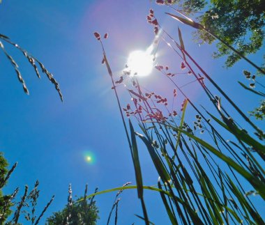 Laying in a grassy field looking up at the cloudless blue sunlit sky, in northern Delaware clipart