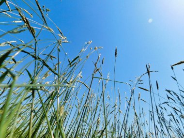 Kuzey Delaware 'deki bir tarlada, berrak mavi gökyüzüne bakarak çimenli bir çayırdan manzarayı seyredeceğim.