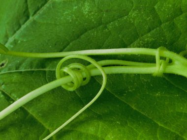 Bir ev bahçesinde kabak bitkisinin narin dalları birbiri etrafında kıvrılır.