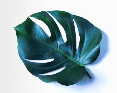 Büyük yeşil bir dijital canavar yaprağı beyaz arka planda, güneş ışığıyla aydınlatılıyor.