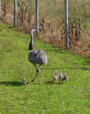 Peder Emu, Tobias Gölü 'ndeki vahşi yaşam parkında civcivleriyle çit boyunca yürüyor.