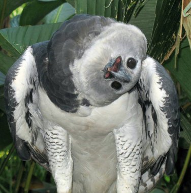 Belize Hayvanat Bahçesi 'nde aptal bir Harpy Eagle.