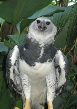 Belize Hayvanat Bahçesi 'nde tutsak bir Harpy Eagle.
