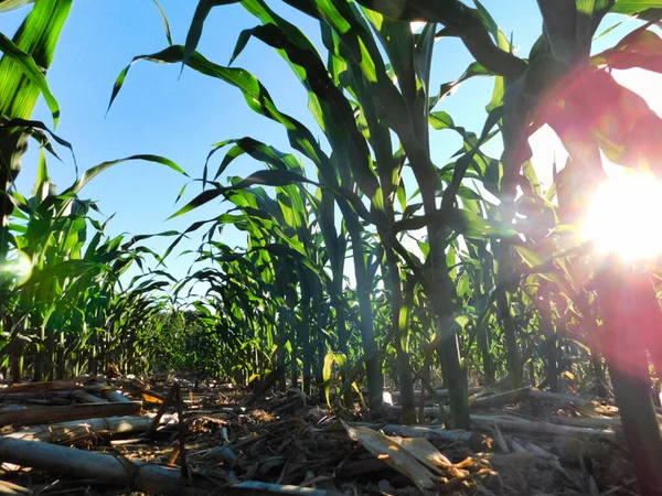 在宾夕法尼亚州利物浦附近 夕阳西下 长满了玉米秸秆 — 图库照片