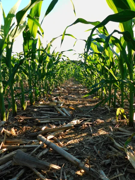 Visualizza Giù Una Fila Steli Mais Nel Mezzo Grande Campo — Foto Stock