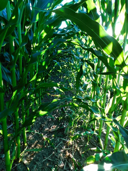 Середине Кукурузного Поля Смотрящего Вниз Один Рядов Кукурузы Недалеко Ливерпуля — стоковое фото
