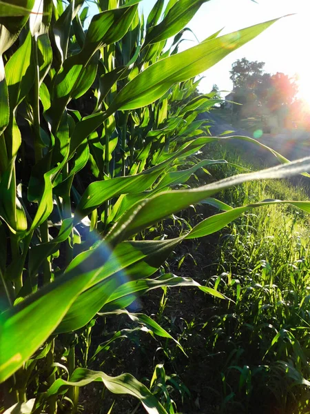 太阳落在宾夕法尼亚州利物浦附近一个高大的玉米地的边上 — 图库照片