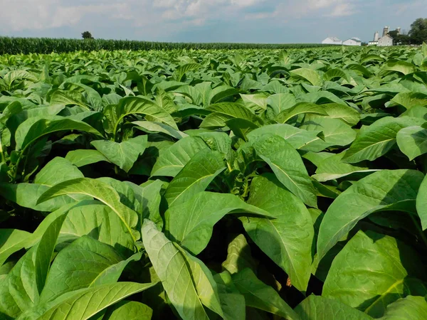 Campo Tabaco Maduro Com Campo Milho Fazenda Segundo Plano Verão — Fotografia de Stock