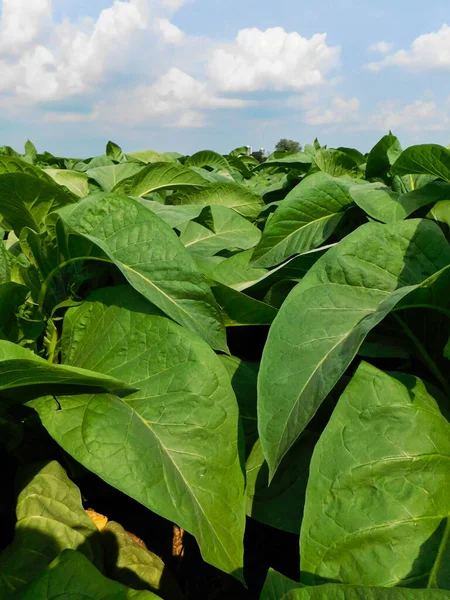 Bordo Campo Tabacco Maturo Mezzogiorno Lancaster — Foto Stock