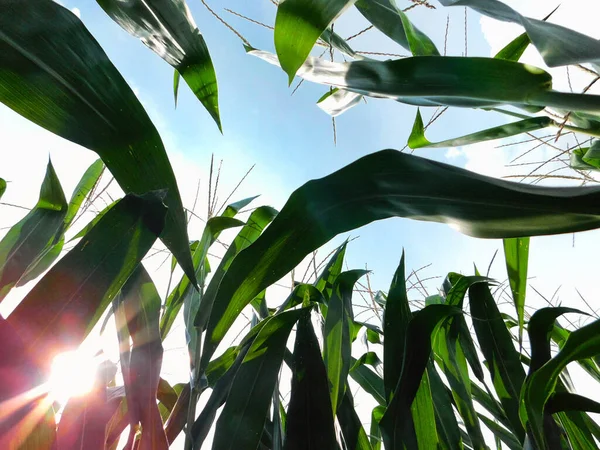 Egy Mező Közepén Magas Kukoricaszálakkal Felnézve Tiszta Égboltra Ragyogó Nappal — Stock Fotó