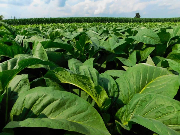 Com Vista Para Campo Tabaco Maduro Verão Condado Lancaster Pensilvânia — Fotografia de Stock