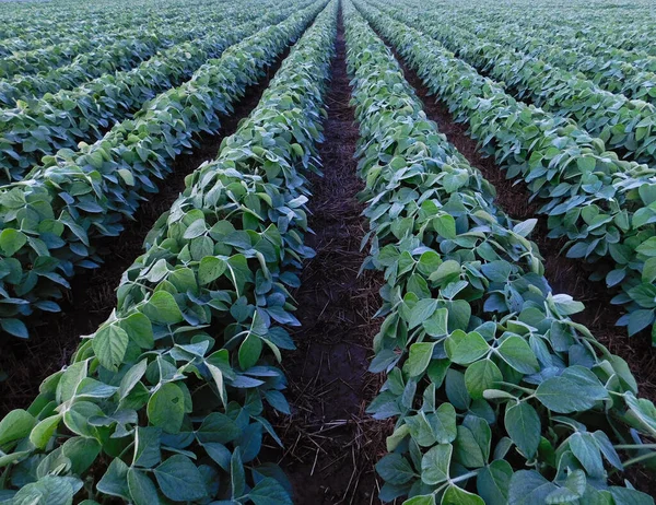 在早晨的阳光下 宾夕法尼亚兰开斯特俯瞰着一排排长长的大豆植物 — 图库照片