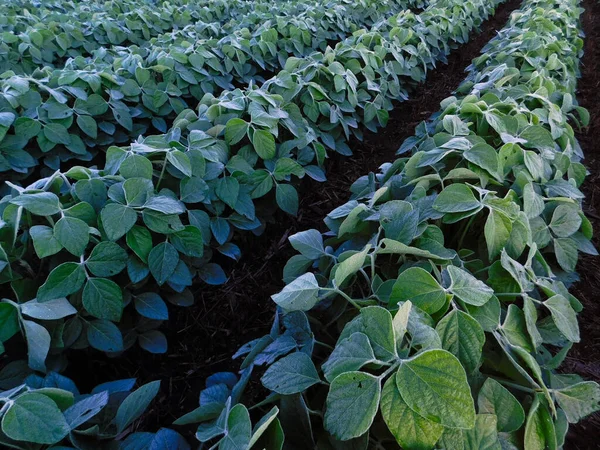 Olhando Para Baixo Fileiras Plantas Soja Luz Manhã Verão Lancaster — Fotografia de Stock