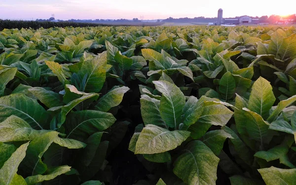 Een Groot Tabaksveld Met Boerderij Achtergrond Zonsopgang Zomer Lancaster Pennsylvania — Stockfoto