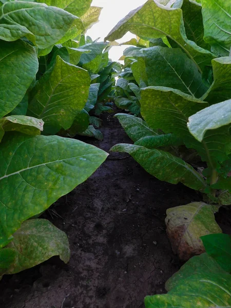 Campo Tabaco Olhando Para Baixo Uma Fileira Plantas Tabaco Altas — Fotografia de Stock