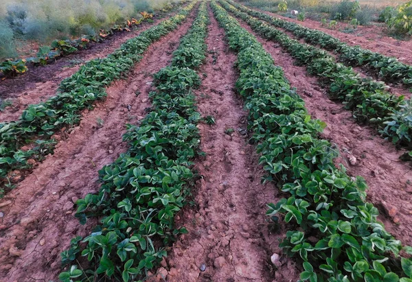 宾夕法尼亚兰开斯特 晨光下 在阿米什人的花园里 一排排长长的草莓 — 图库照片