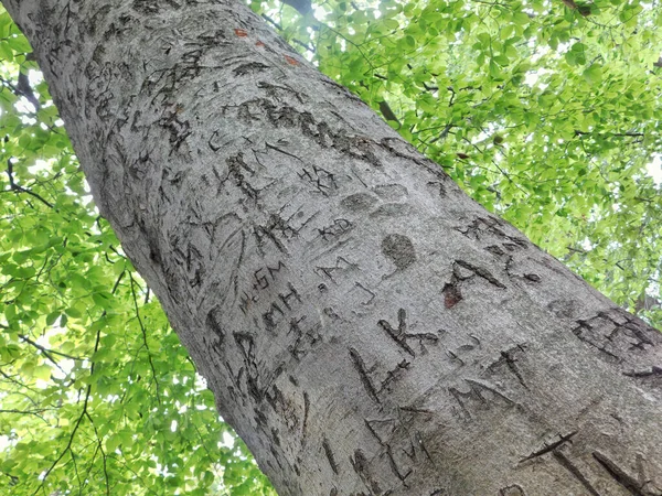 Initials, symbol, and letter grafitti carved into a tree trunk at a public park