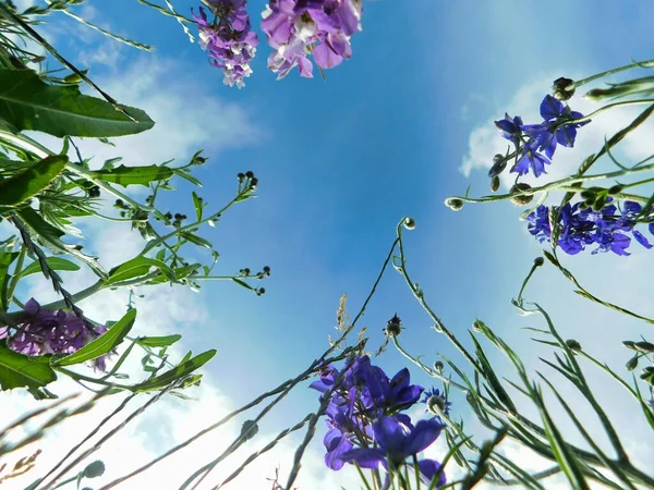 Mor Çiçeklerle Dolu Bir Tarlada Mavi Gökyüzüne Bakan Yüksek Açı — Stok fotoğraf
