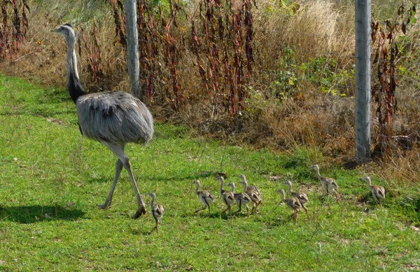Erkek Emu ve yavruları, Tobias Gölü Vahşi Yaşam Parkı 'nda.