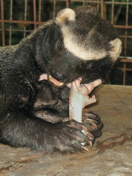 Grison Gnager Kyckling Fot Fångenskap Belize Zoo — Stockfoto