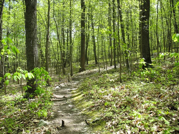 Zicht Appalachian Trail Door Een Bos Het Voorjaar Zuid Pennsylvania — Stockfoto