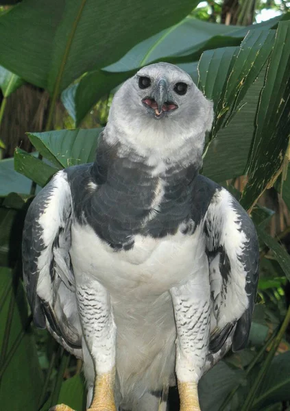 Uma Águia Harpia Cativeiro Jardim Zoológico Belize — Fotografia de Stock