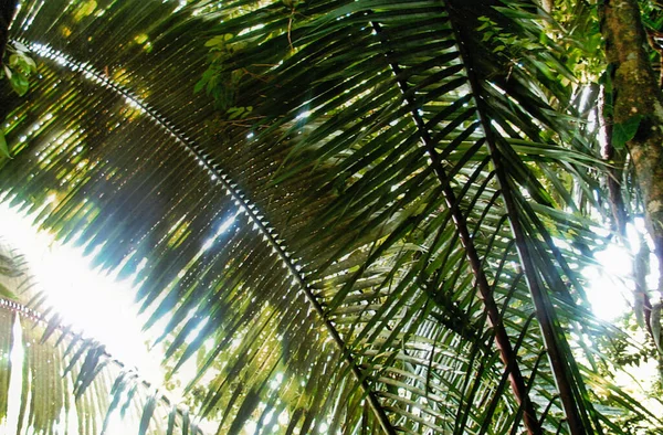 Duże Zielone Liście Palmowe Światłem Słonecznym Przebijającym Się Przez Nie — Zdjęcie stockowe